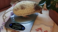 Kako odrediti starost hezhu